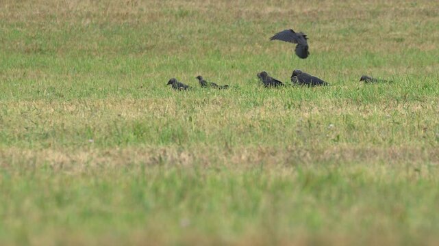 Carrion Crows Landing and Foraging in a Field in 4K Slow Motion