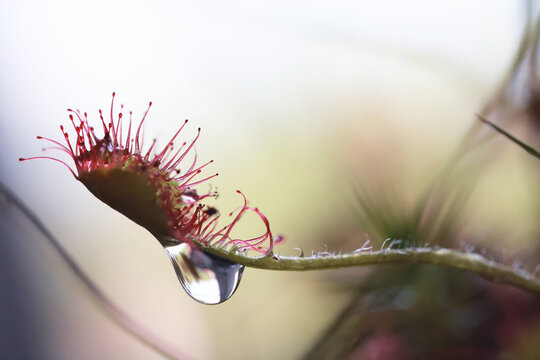 Sundew, a carnivorous plant, macro photo
