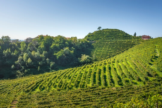 Prosecco Vineyard Hills and Terraces near Valdobbiadene