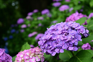 Fototapeta premium Purple and pink mophead hydrangeas blooming in a lush green garden with copy space
