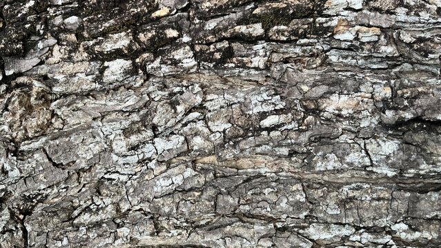 Rough Tree Bark Texture with White Lichen Background