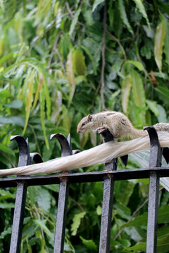 a beautiful  Squirrel, known scientifically as Funambulus palmarum.