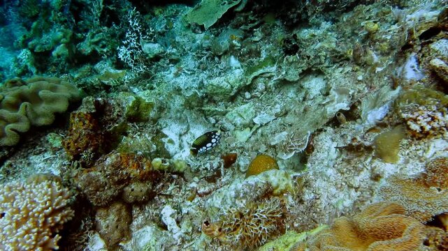 Tropical fish on tropica in coral garden