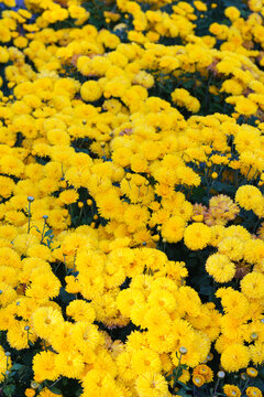 Bright yellow pompon chrysanthemum flowers in full bloom creating vibrant floral background. Closeup of colorful autumn blossoms growing in a garden, seasonal fall decorative plant breeding