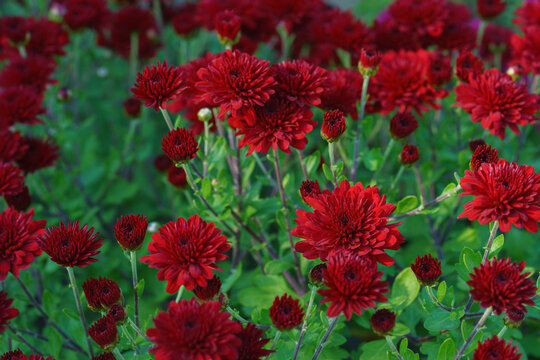 Dense blooming red double decorative chrysanthemum morifolium, flowers in garden. Bright autumn floral background with fresh blossoms, buds and green foliage. Plant breeding, gardening, cultivation