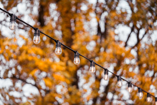Outdoor string light bulbs on golden autumn foliage with soft bokeh background. Cozy seasonal cafe and patio decor for fall festivals, Thanksgiving, Halloween, garden parties and outdoor celebrations.