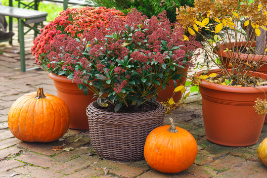 Autumn outdoor decor with orange pumpkins and potted Skimmia japonica flower plant. Cozy seasonal display for Halloween and Thanksgiving with festive harvest decorations and warm fall atmosphere.