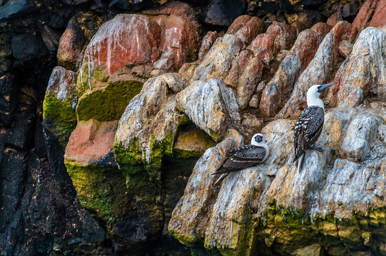 A view of Peruvian boobies perched on a rocky cliff of an islet in the Ballestas Islands, Paracas, Peru in the dry season