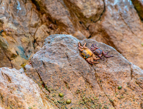 A close up view of adult Sally Lightfoot crabs on a rocky islet in the Ballestas Islands, Paracas, Peru in the dry season