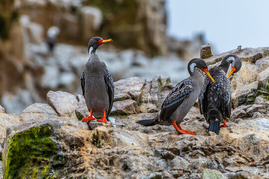 A close up view of Red legged Cormorants on an islet in the Ballestas Islands, Paracas, Peru in the dry season