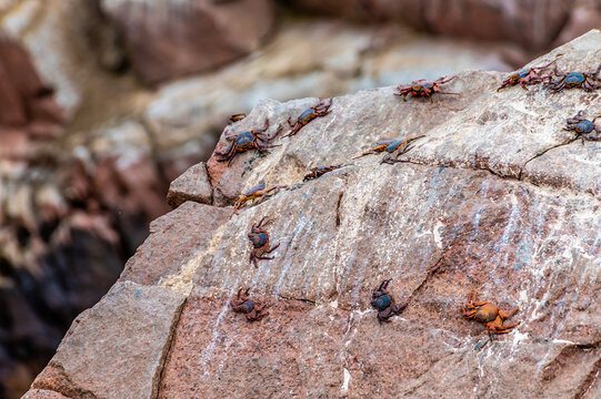 A close up view of Sally Lightfoot crabs on a rocky islet in the Ballestas Islands, Paracas, Peru in the dry season