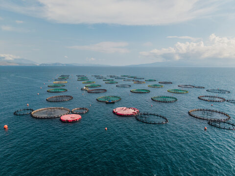 Aerial view of fish farms with circular nets floating in the blue sea near the coast of Sarande, Vlore County, Albania.
