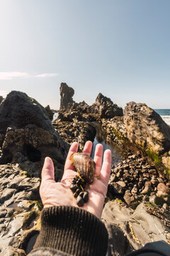 Traveler holding shellfish on rocky Iceland coast