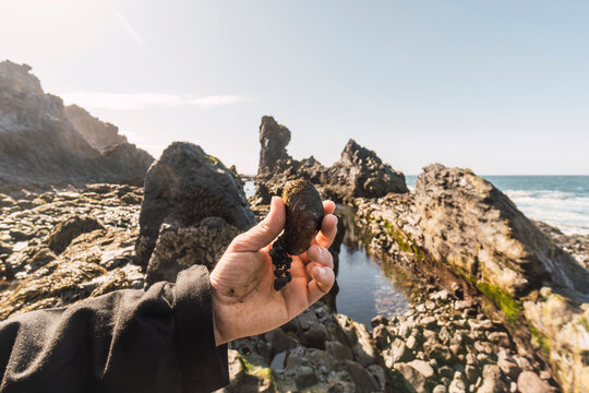 Hand holding shellfish on Icelandic rocky coast during trip