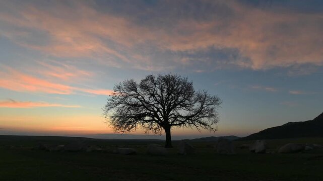 Timelapse of a solitary oak tree at sunset with colorful clouds and dramatic evening sky