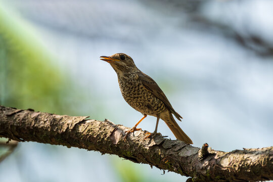 Female Blue-capped Rock Thrush (Monticola cinclorhyncha) in its natural habitat, showcasing its subtle plumage and distinctive rock-thrush features.
