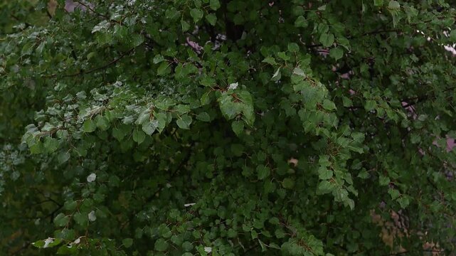 Heavy summer rain falling on wet green tree leaves during a storm creating a relaxing and natural background scene