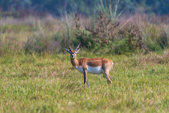 Blackbuck (Antilope cervicapra) in its natural habitat, showcasing its distinctive dark-and-white coat and graceful appearance.