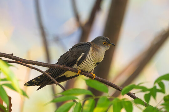 Common Cuckoo perched on a tree branch in its natural habitat, showcasing its distinctive plumage and elegant posture.
