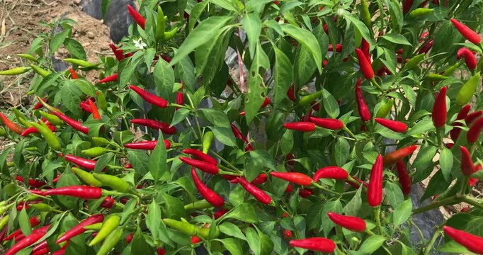 Industrial Chili Growing on the Plant in Garden