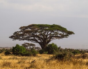 Acacia tree standing tall on African savanna plains © Michael
