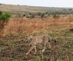 Cheetah stalking gracefully through dry Kenya safari savanna © Michael