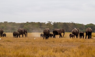 Elephant family walking through dry savanna during safari © Michael