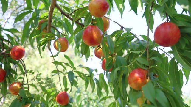 Ripe nectarine fruits hanging on tree branches in orchard, fresh juicy red nectarines with green foliage under natural sunlight