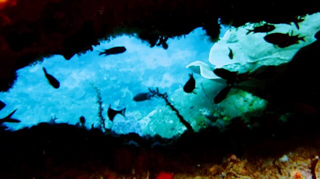 coral reef with hard corals in indonesia