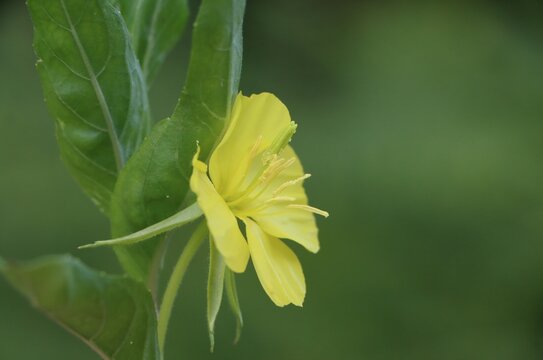 Common evening primrose (Oenothera biennis) wildflower growing in a meadow