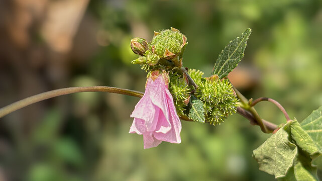 Pink wild Urena lobata flower and sticky prickly burrs seeds on green foliage background