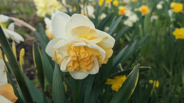 Beautiful blooming daffodil flower on spring day. Blooming narcissus flower close-up. Blossomed multi-colored flower with petals, stamens and green leaves growing in ground. Natural background