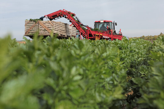 An agricultural harvester with conveyor belt loads green leafy crops into wooden crates on trailer, view through blurred foreground of field. Harvesting celery from the field
