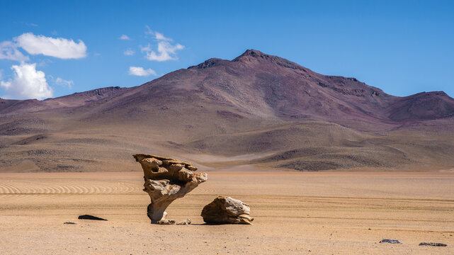 Rock tree in Bolivia desert beneath Andean mountain