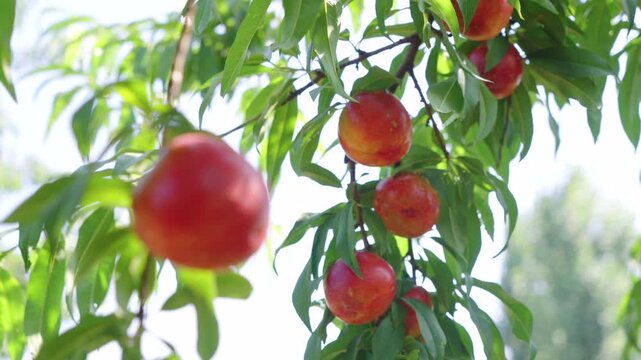 Ripe nectarine fruits hanging on tree branches in orchard, fresh juicy red nectarines with green foliage under natural sunlight