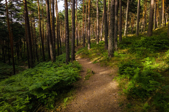 Scots pine forest trail through lush woodland habitat