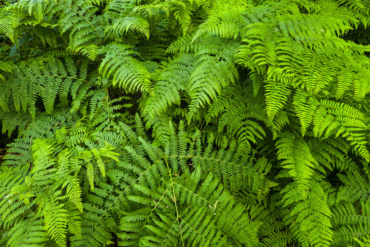 Lush green fern foliage in dense woodland habitat