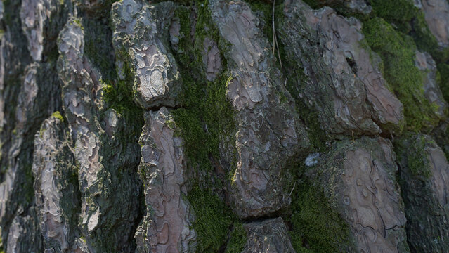 A close-up of an old tree trunk with weathered bark and patches of soft moss, showcasing rich natural textures and the beauty of aging wood.