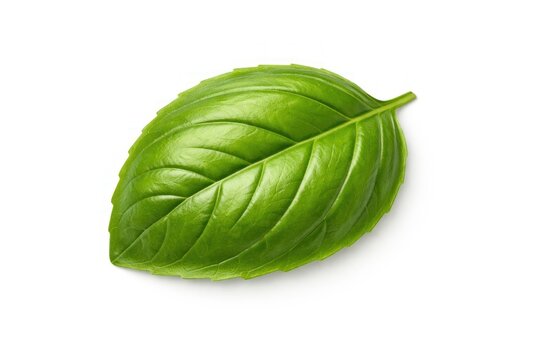 Fresh green basil leaf on white background