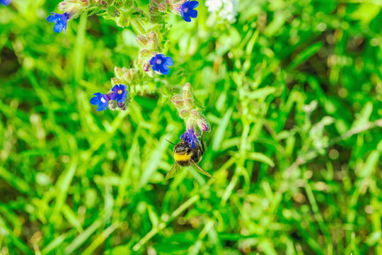 Bumblebee (Bombus pascuorum) gathering nectar on small blue flowers Anchusa officinalis