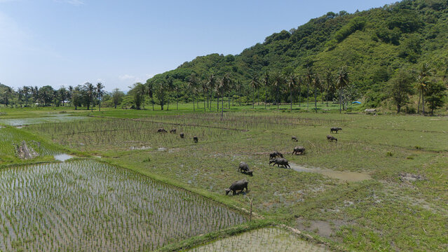 Water buffalo graze in rice fields near Kuta Lombok