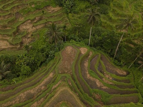 Aerial view of terraced rice field in Bali, Indonesia