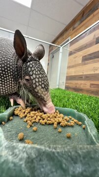 Close up of an armadillo eating dry pellet food from a dish on artificial grass