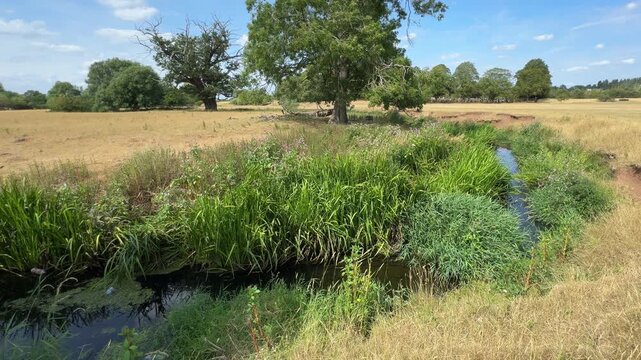 The tiny winding river Arrow running through Warwickshire, England, farmland bursting with fresh Summer vegetation growth which almost fills the flowing water.