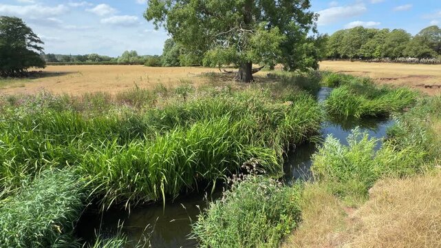 The tiny winding river Arrow running through Warwickshire, England, farmland bursting with fresh Summer vegetation growth which almost fills the flowing water.