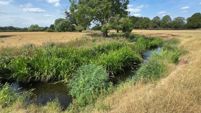 The tiny winding river Arrow running through Warwickshire, England, farmland bursting with fresh Summer vegetation growth which almost fills the flowing water.