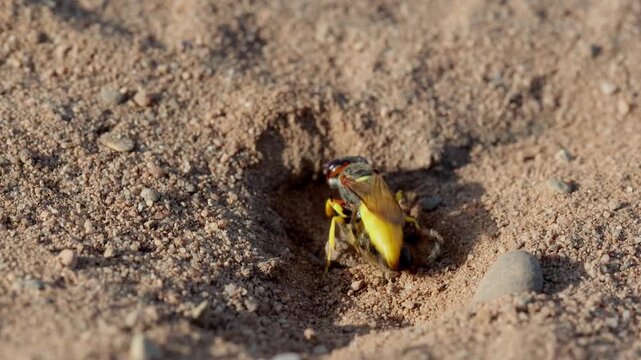 A Beewolf, Philanthus triangulum, holds on to a paralysed Honey Bee while it uncovers its burrow. Heathland. Summer. UK