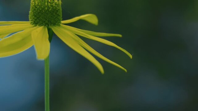 Close-up of a yellow flower with a lotus pond in the background