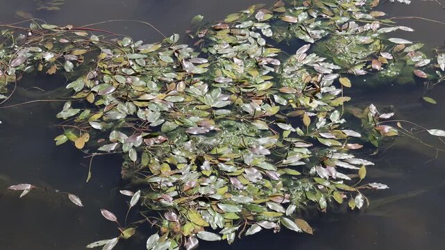 Close-up of aquatic pondweed leaves floating on calm water surface surrounded by green algae under bright natural daylight. Suitable for botanical publications, environmental designs, nature backgroun