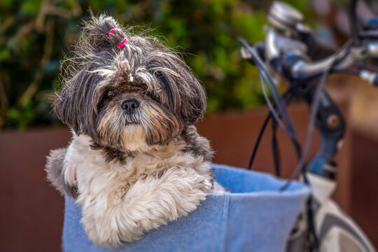 Shih Tzu pr&ecirc;t pour sa balade &agrave; v&eacute;lo